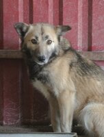 Adopter : Wolfie