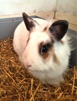 Adopter  NAC : Floccon