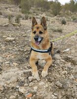 Adopter : Bilbo