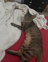Adopter : Pippa et Arlo