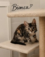 Adopter : BIANCA