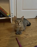 Adopter : Olivia