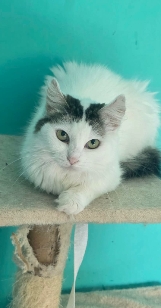 Adopter Winter