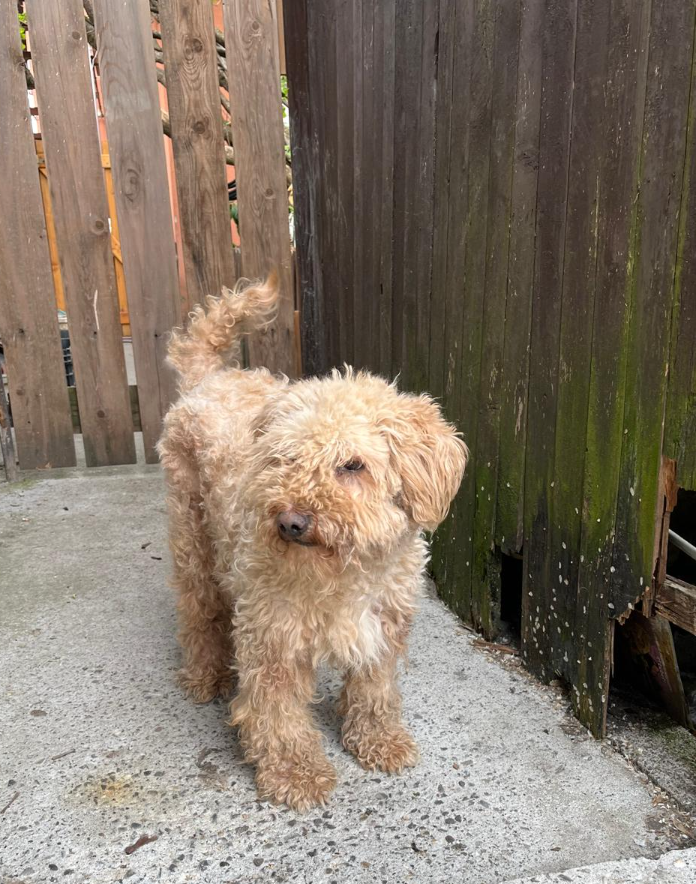 Adopter Boris