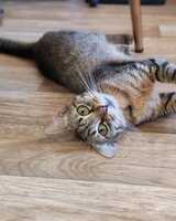 Adopter : Ankara