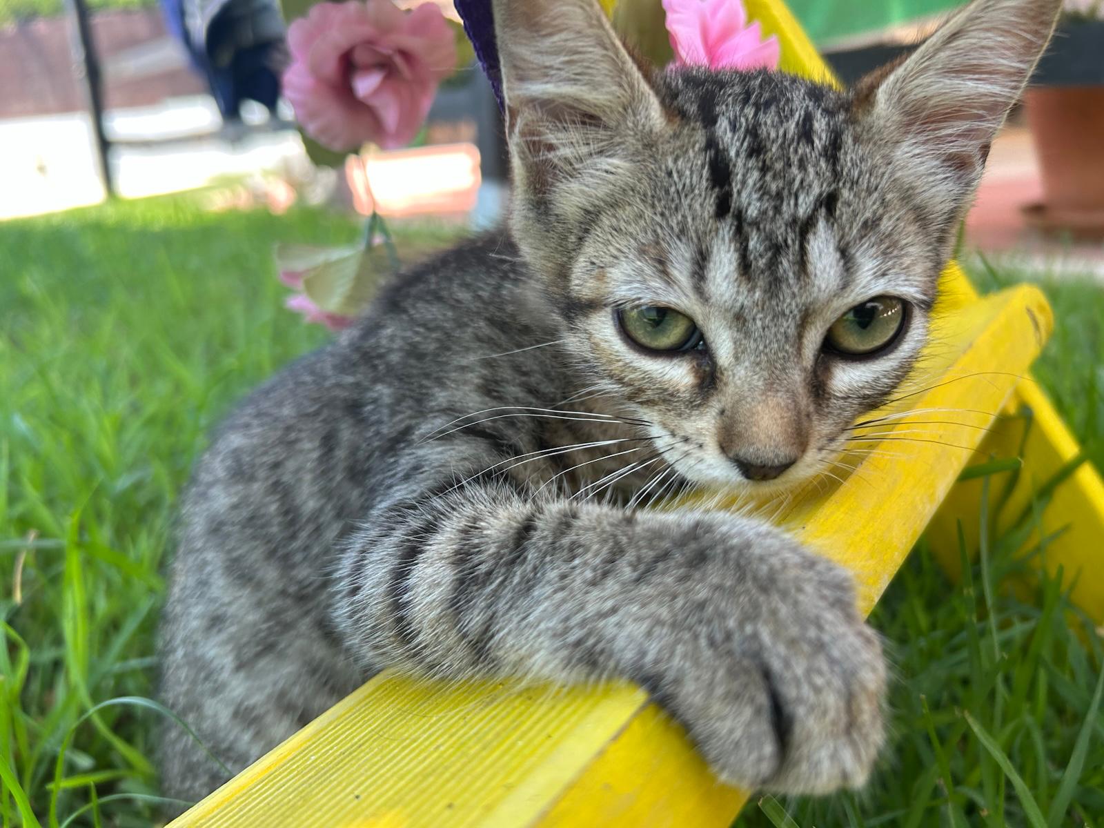 Adopter TITI