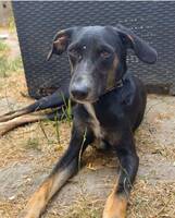 Adopter : Shania