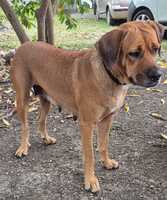 Adopter : Poupix