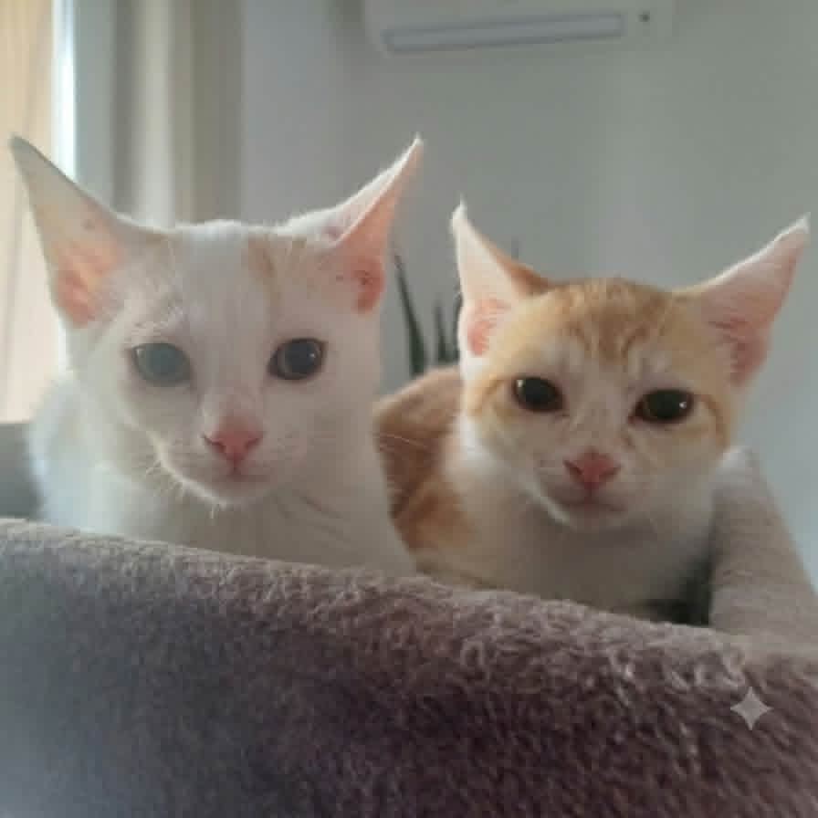 Adopter PUNCKY et ROCKY