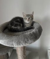 Adopter : Nala