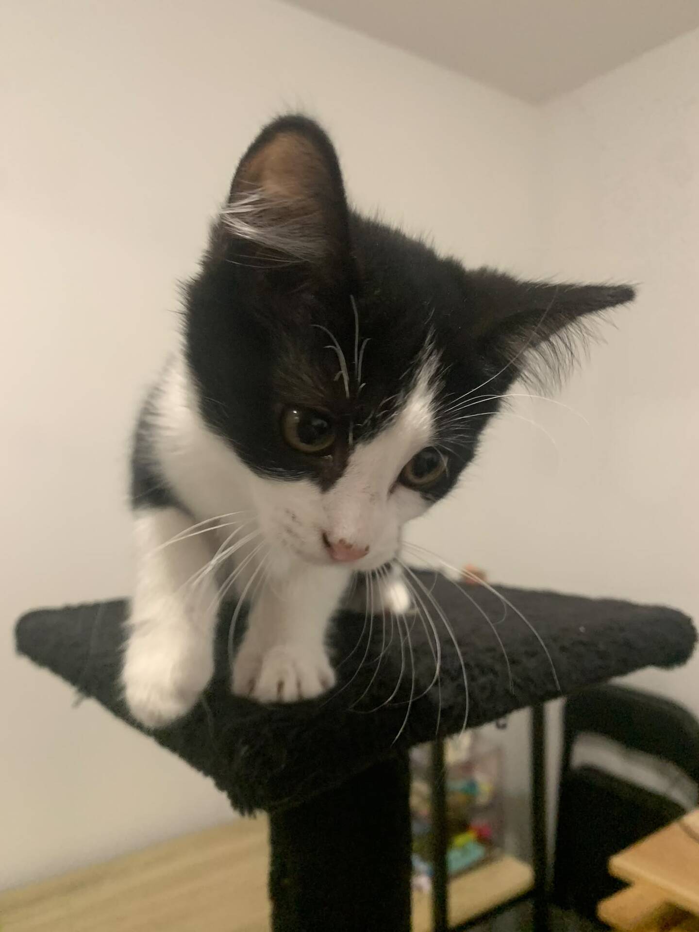 Adopter Benco