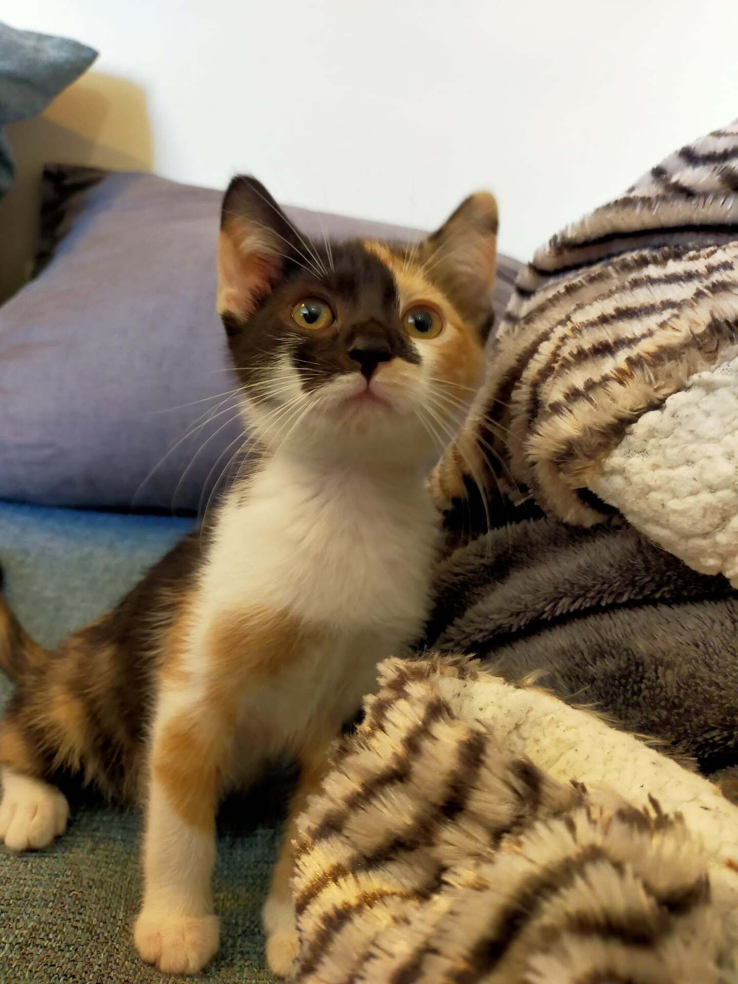 Adopter Bayonne