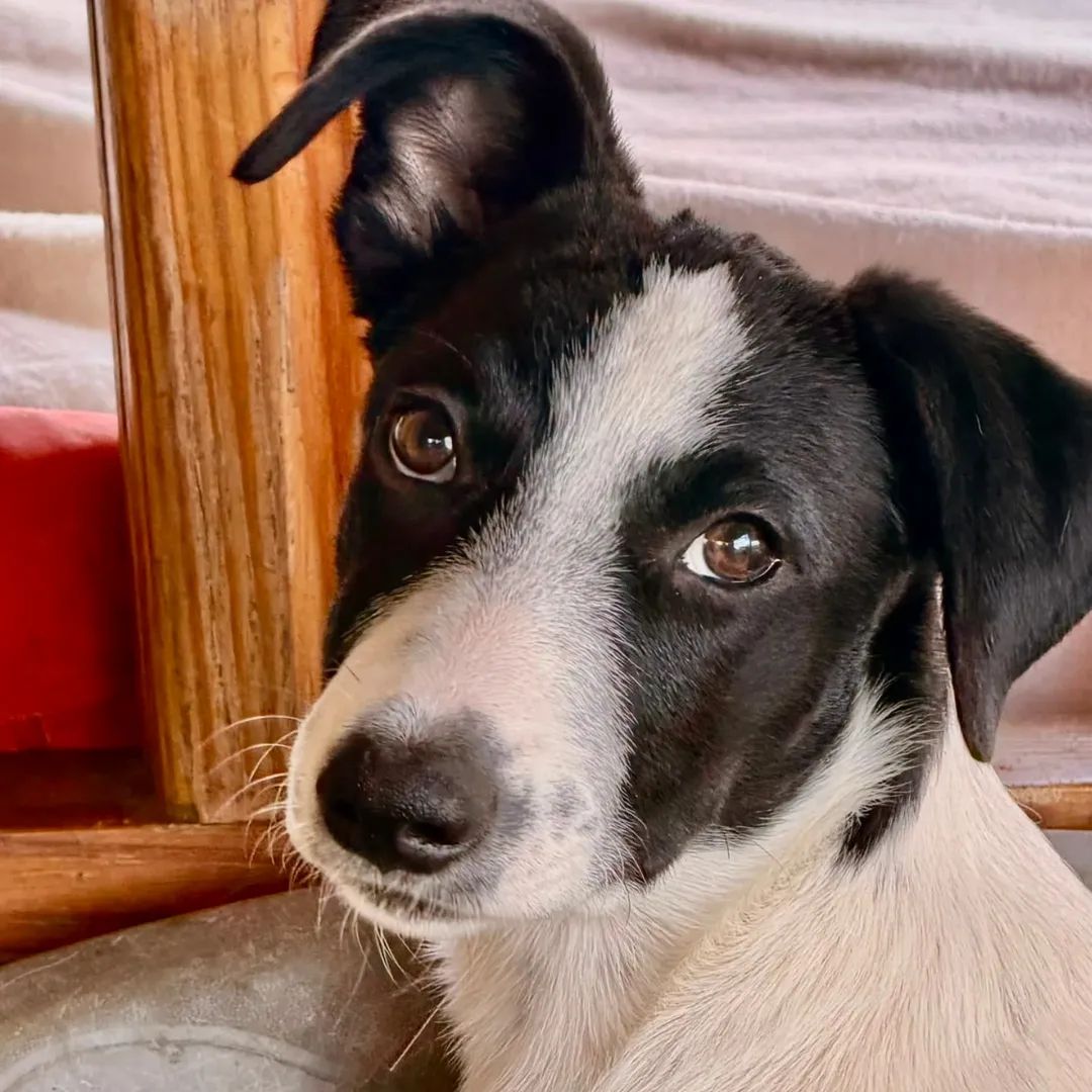 Adoption Tanin
