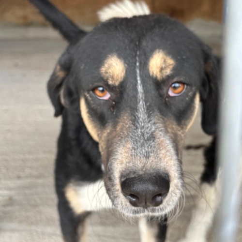 Adopter RHEVA
