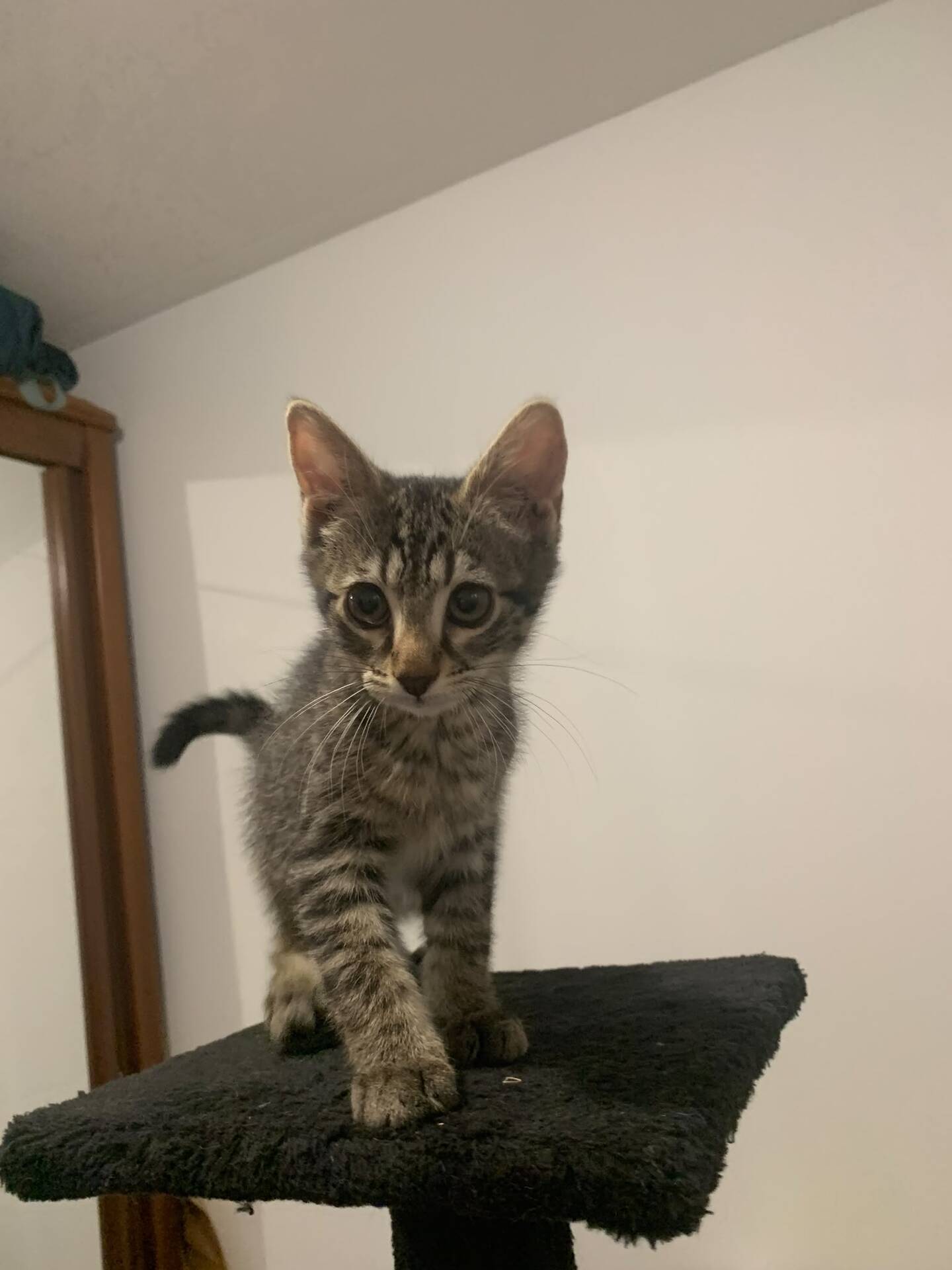 Adoption Belin