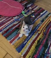 Adopter : Juliet