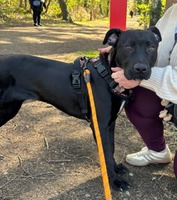 Adopter : Athena