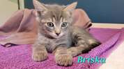 Briska