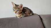 Gispy