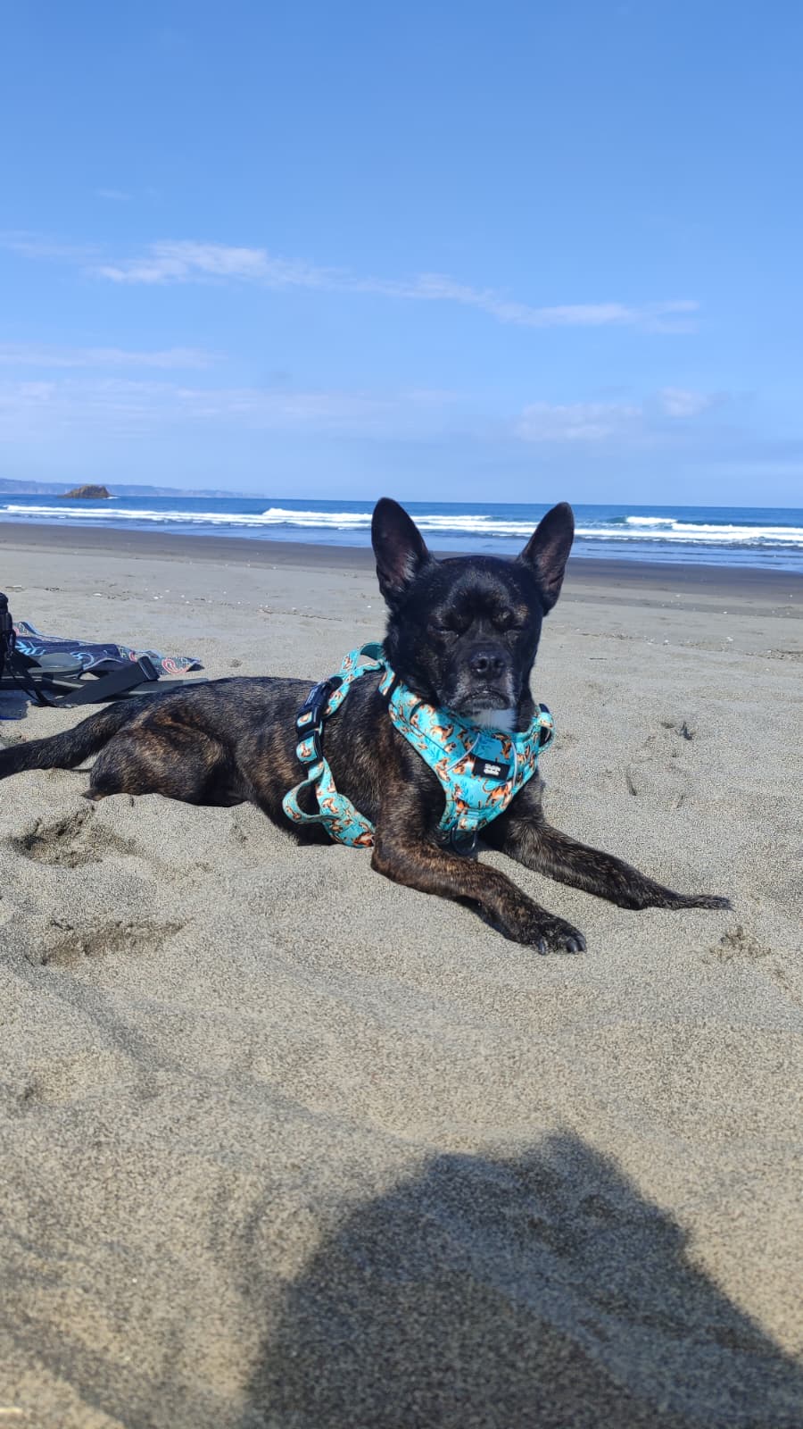 Adoption HAKU