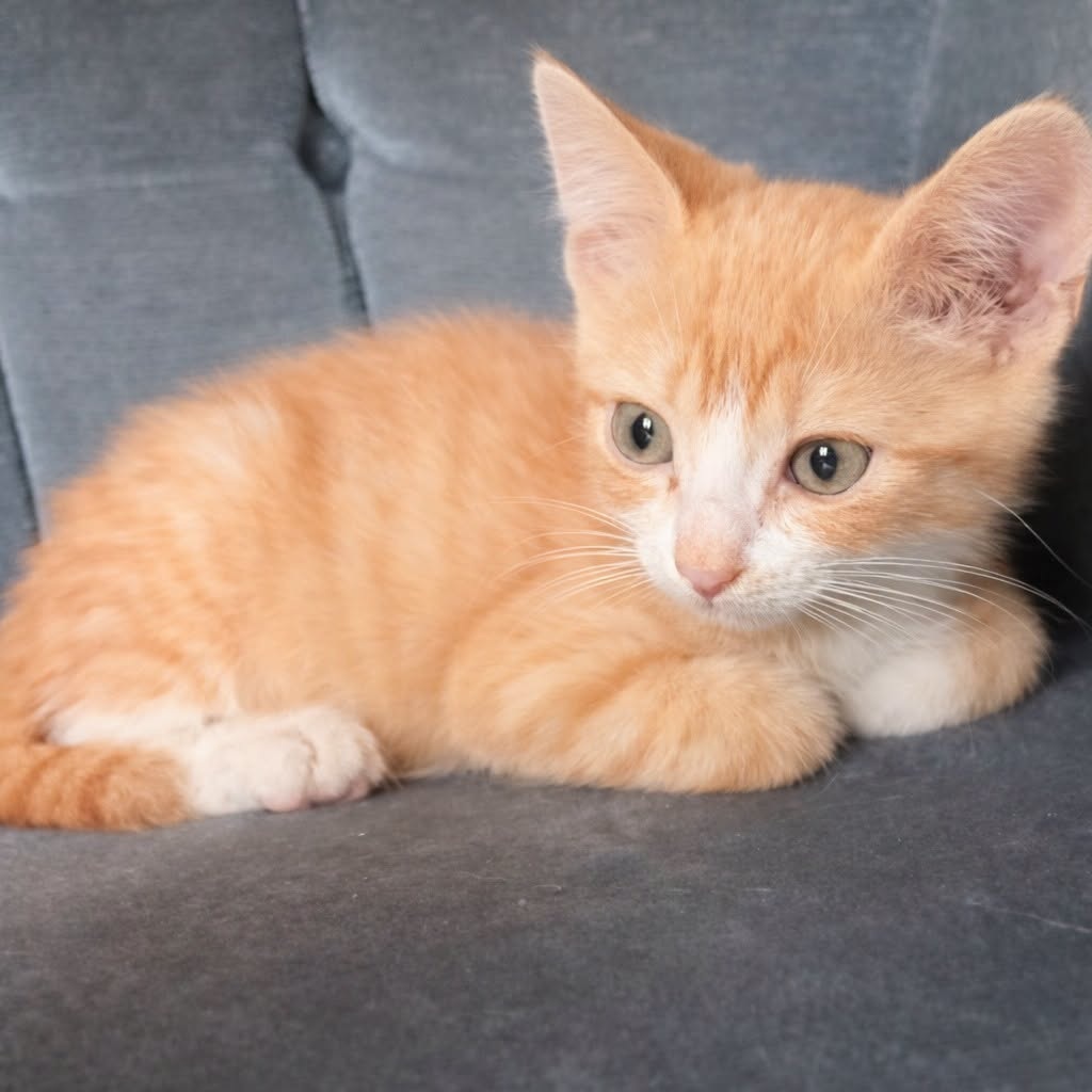 Adopter TOULOUSE