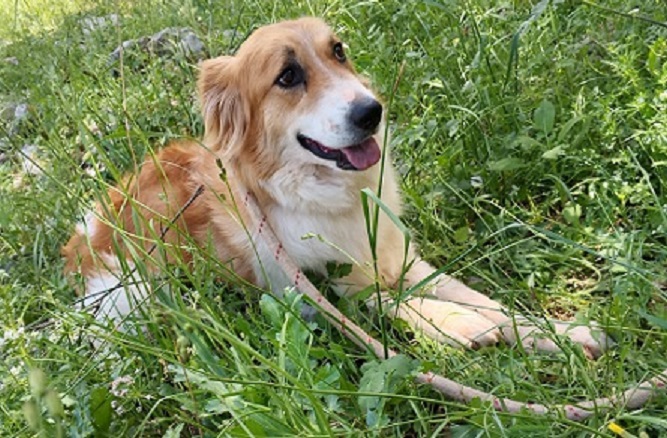 Adopter Zeytouna