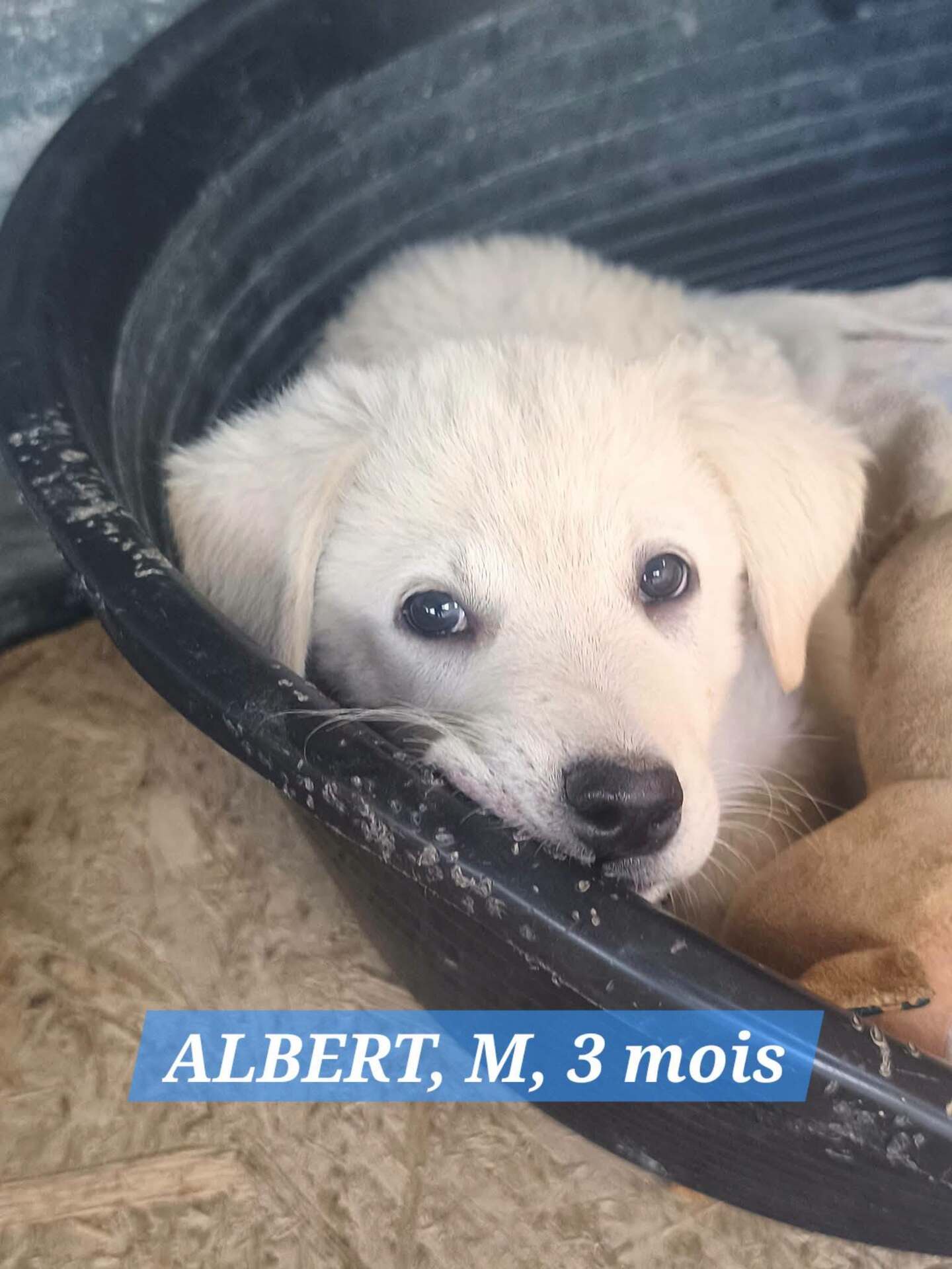 Adopter ALBERT