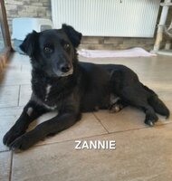 Adopter : Zannie