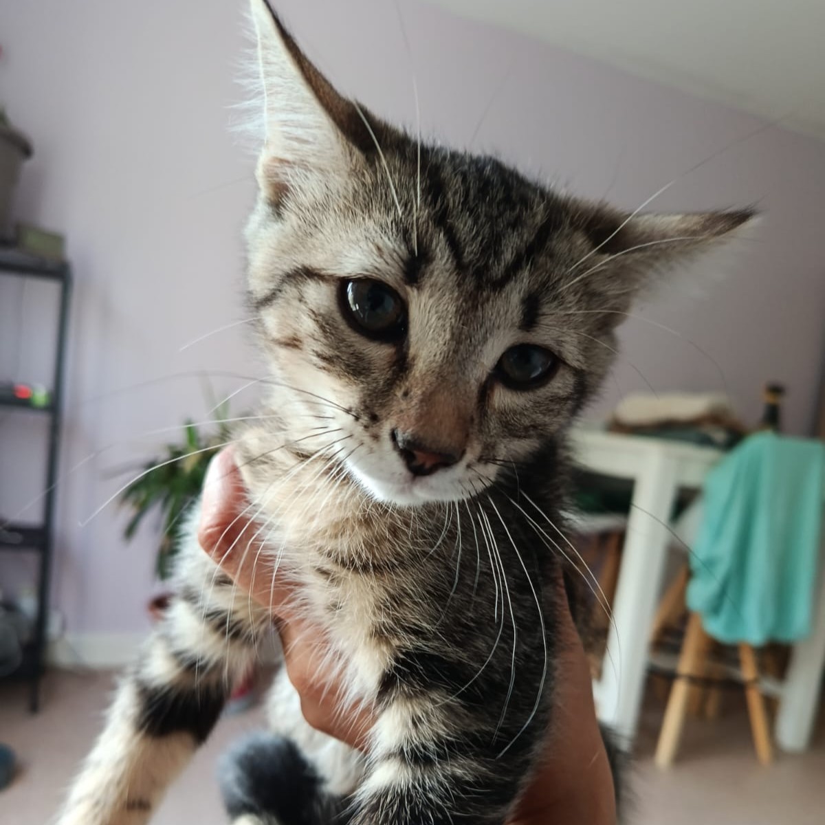 Adopter Donatello