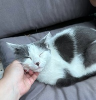 Adopter  chat : Étoile