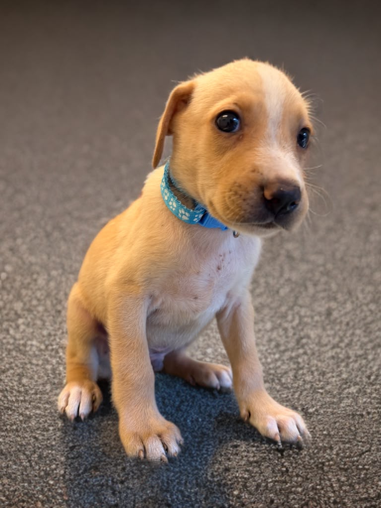 Adoption Kyros