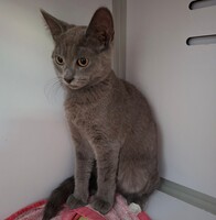 Adopter : BLUEBERRY