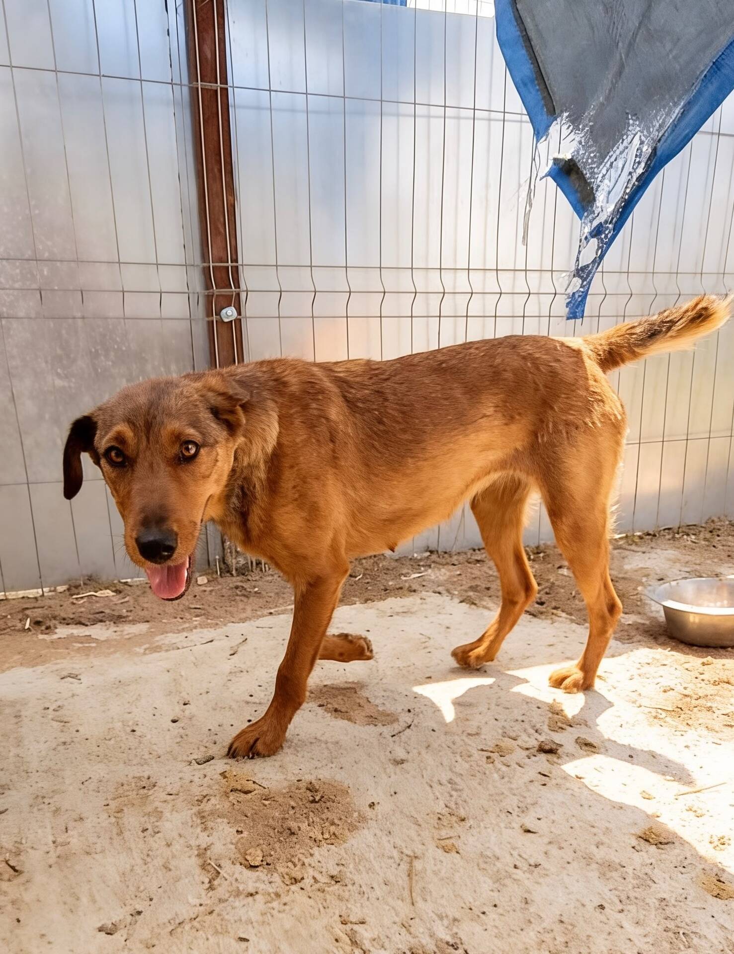 Adopter COCO