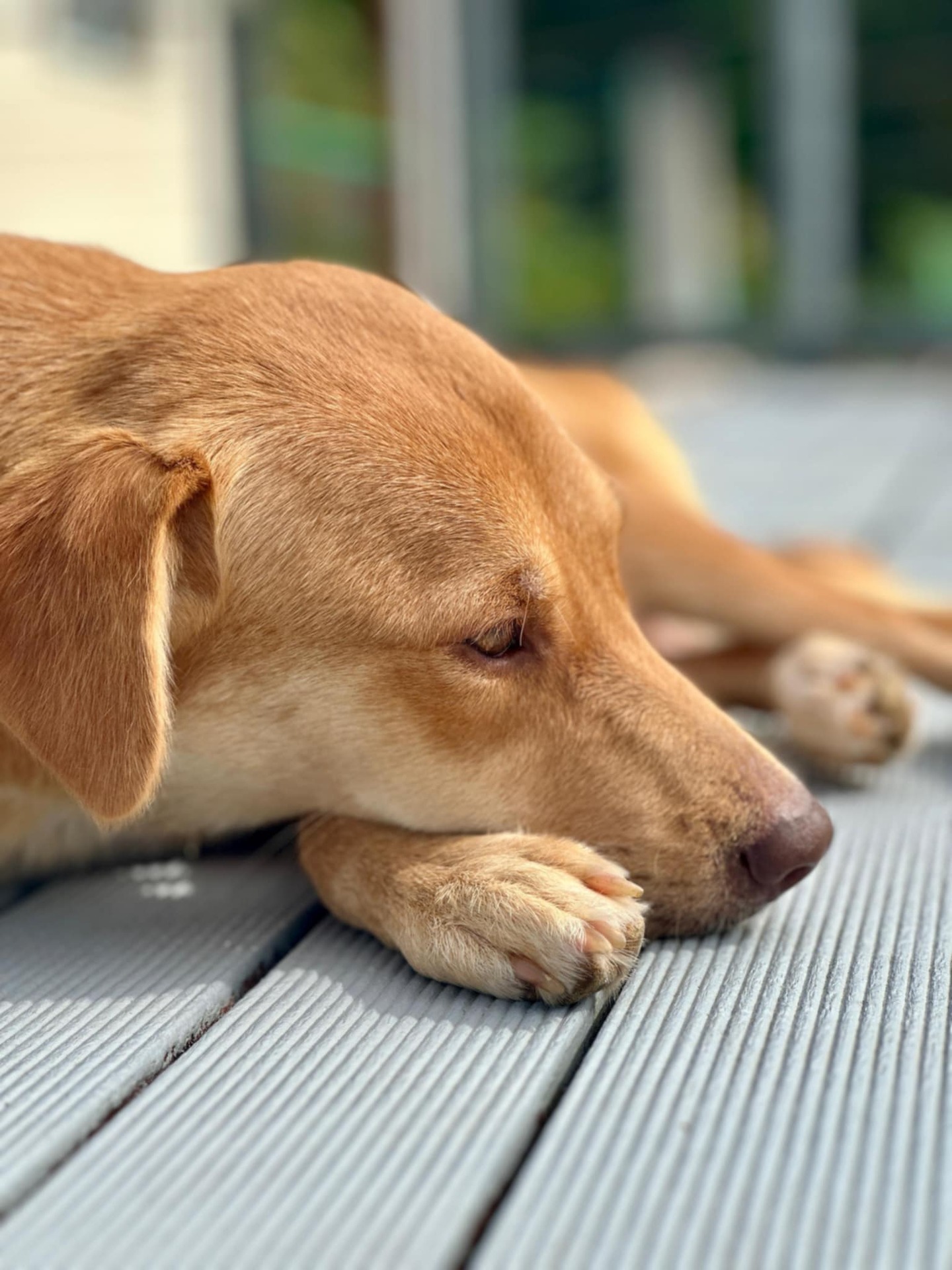 Adopter GINGER