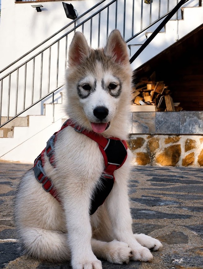 Adopter HURLEY