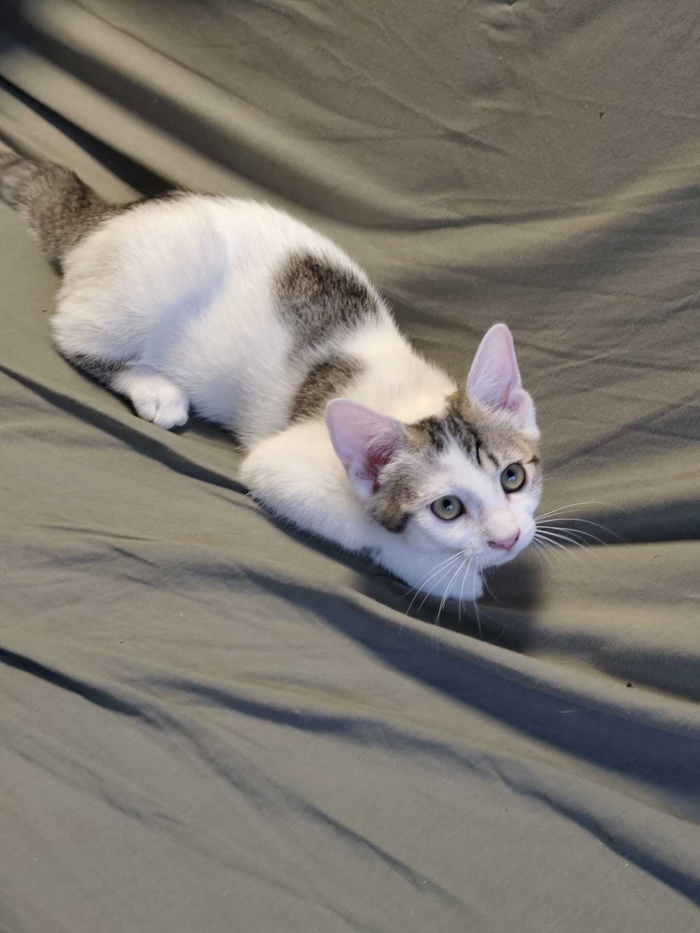 Adopter Kira