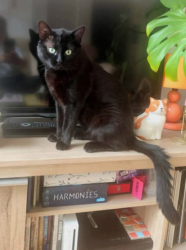 Adopter MESSIRE