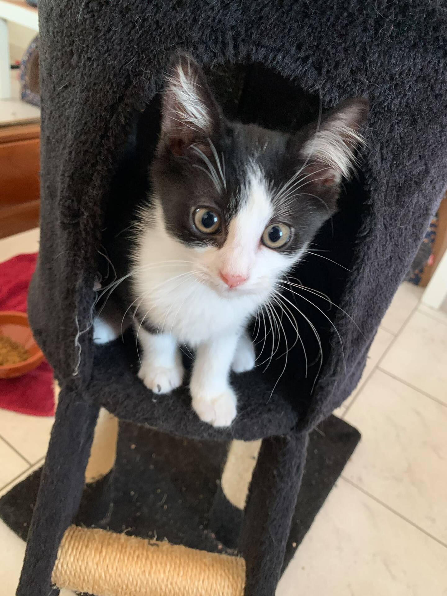 Adopter Benco