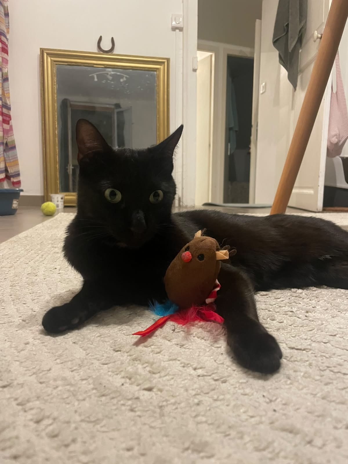 Adopter Eclair