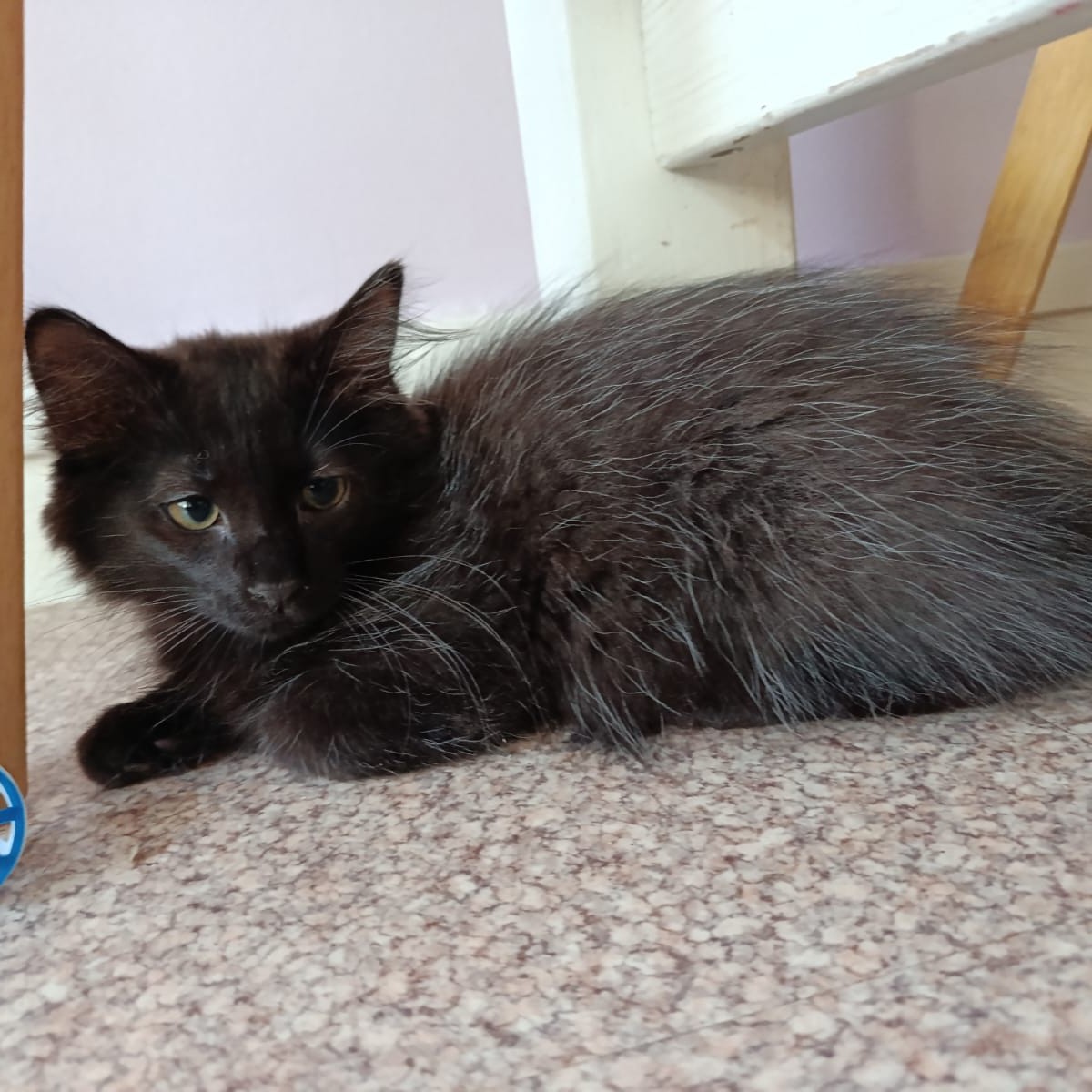 Adopter Diego