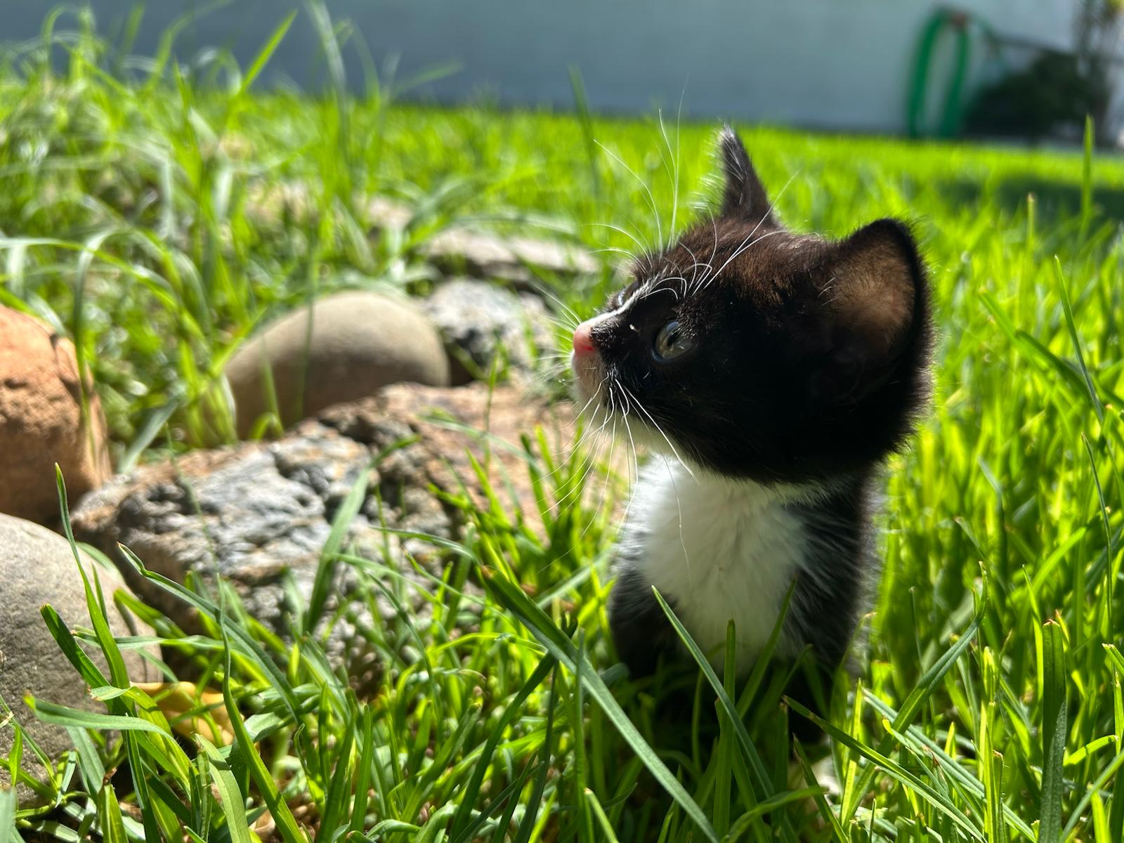 Adopter FELIZ