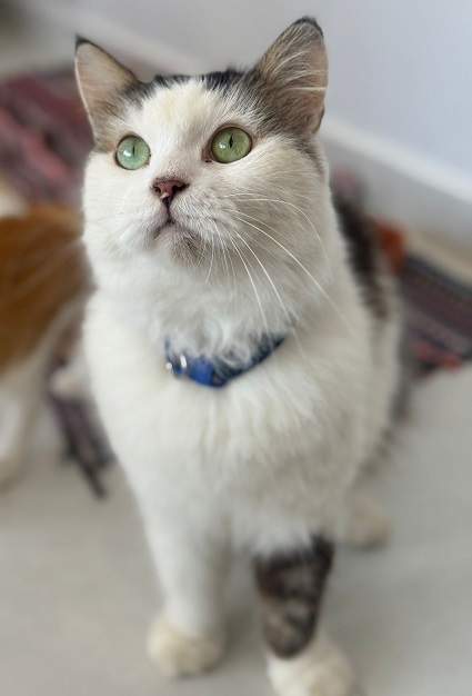 Adopter Copperfield