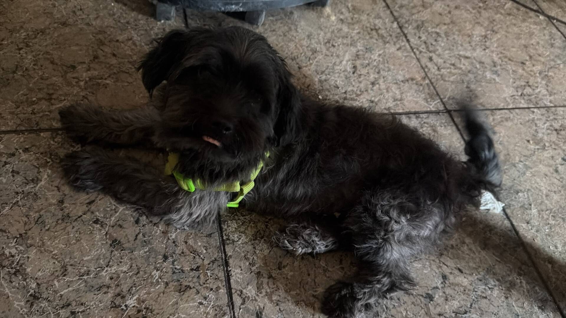 Adopter PIMENTON