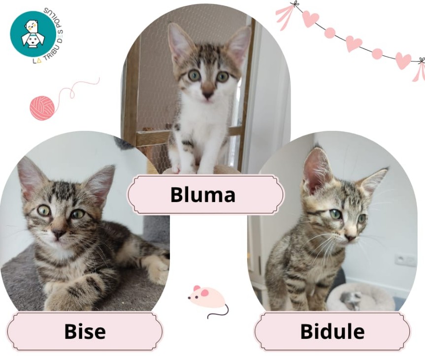 Adopter Bidule, Blouma et Bise