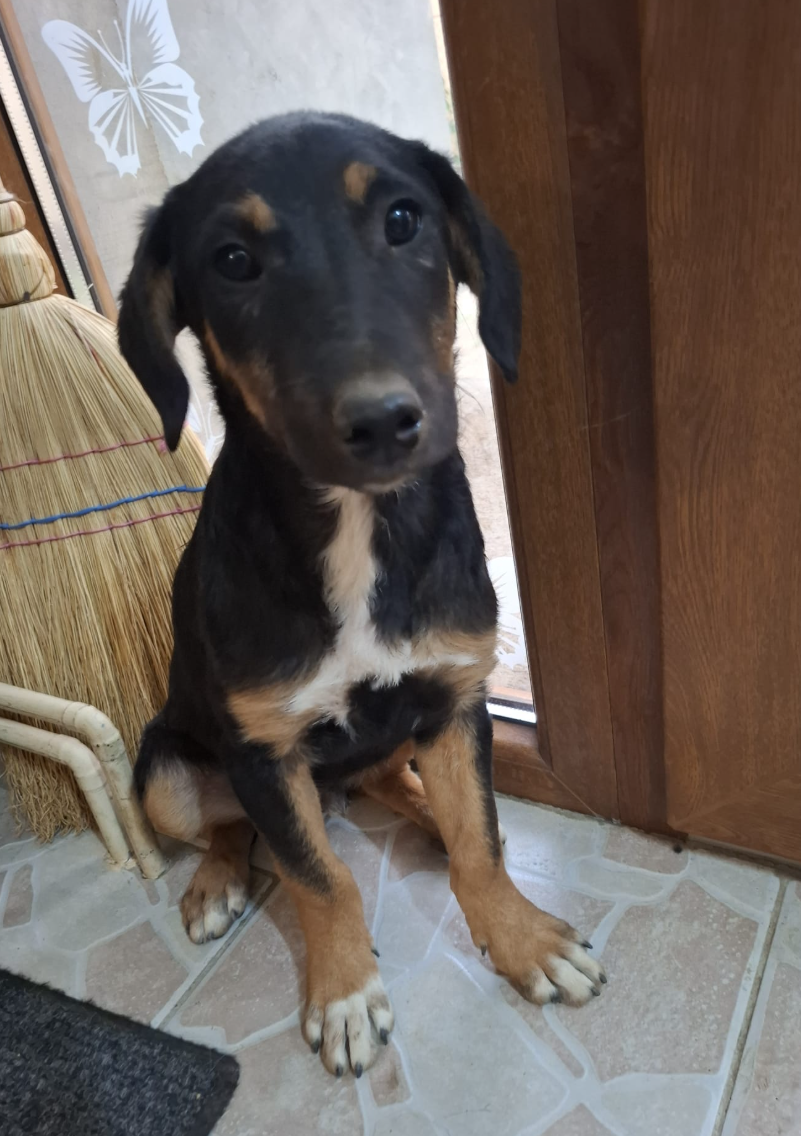 Adopter Ivar