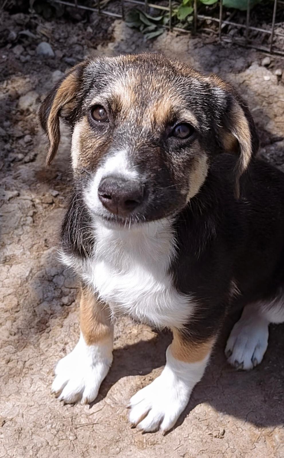 Adoption YARA