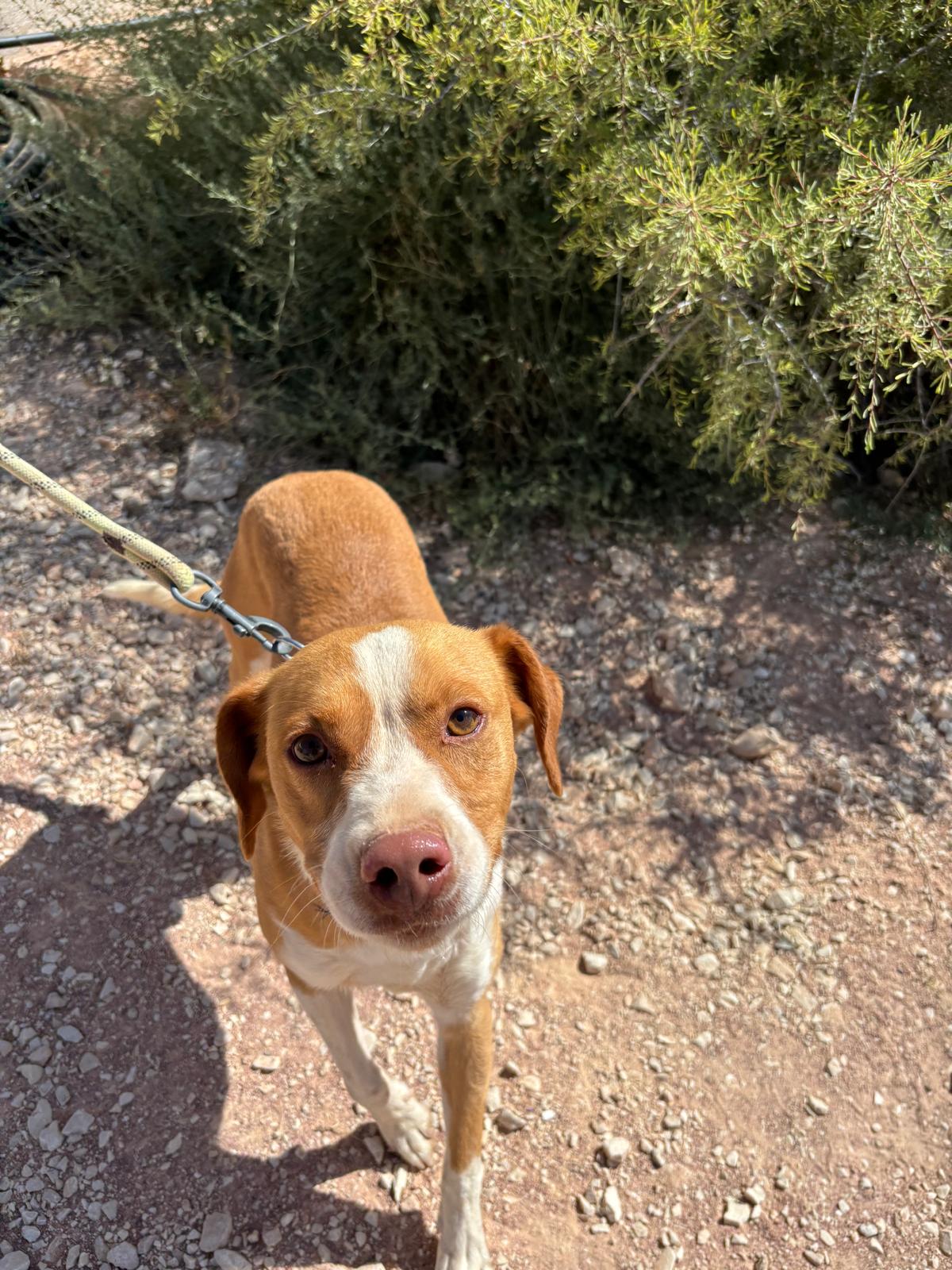 Adoption MUÑECO