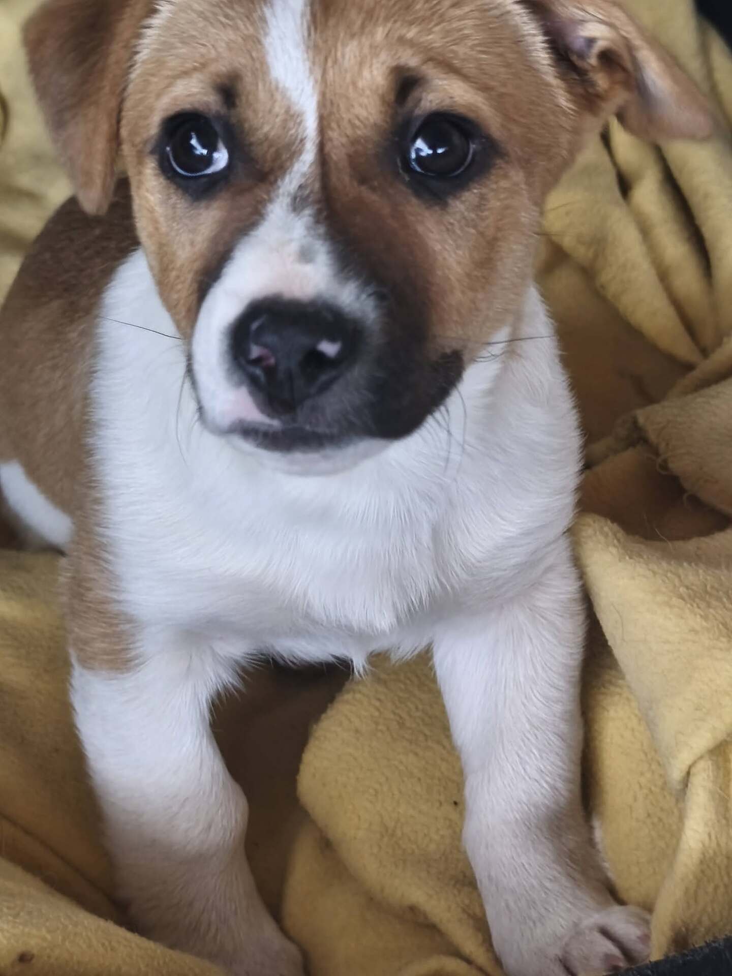 Adopter VANILLA