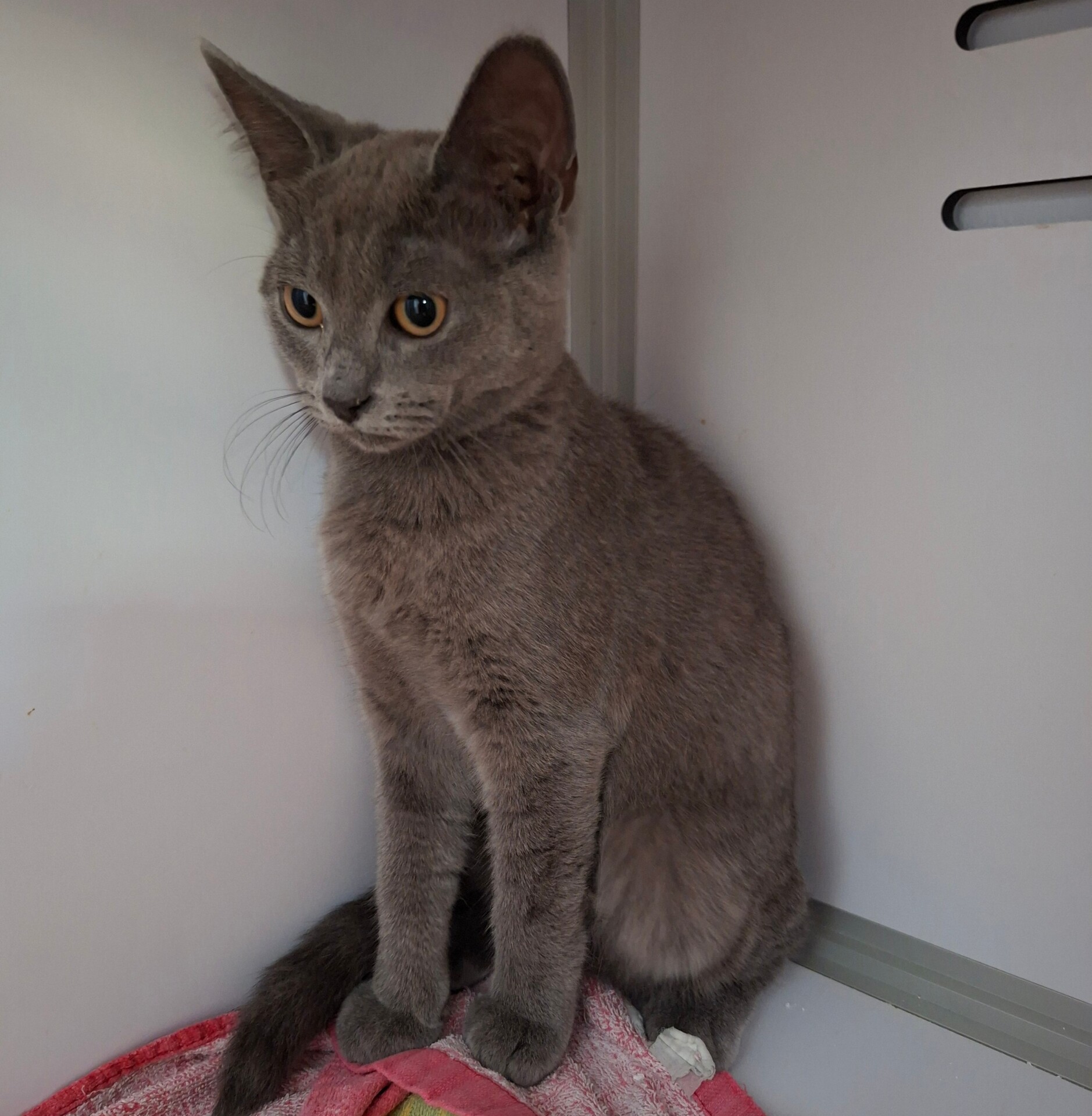 Adopter BLUEBERRY