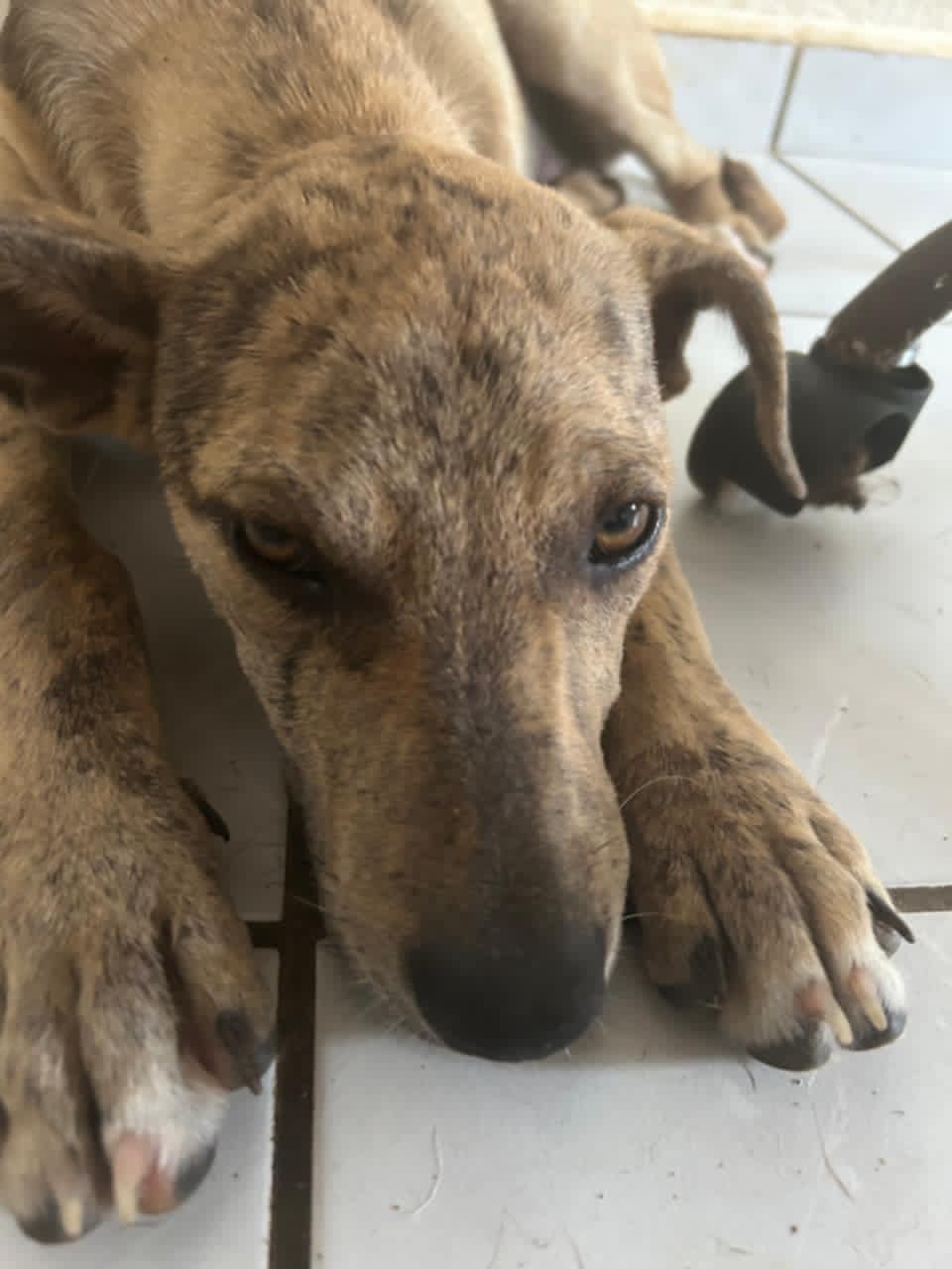 Adopter BAHIA